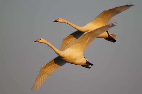 Whooper Swan (Cygnus cygnus) flying, North Rhine-Westphalia, Germany