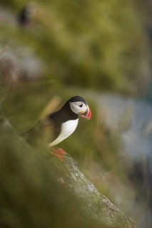 A striking puffin, Fratercula arctica, with vibrant beak colors stands on a mossy cliffside, amidst