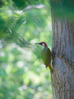 Green woodpecker on tree trunk