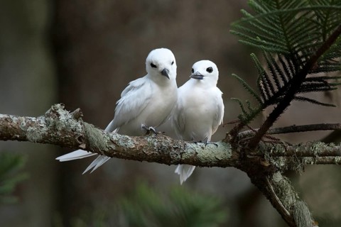 White Tern (Gygis alba candida) pair perched on a branch, Norfolk Island, Australia