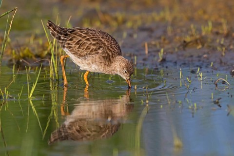 Ruff, Philomachus pugnax, Combattant varié, Chevalier combattant, Combatiente Lesbos, Greece