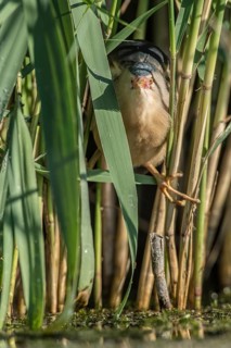 Little Bittern (Ixobrychus minutus) foraging, Bulgaria