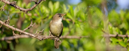 Olive warbler, (Hippolais olivetorum), animal, animals, bird, birds, biotope, habitat, perch,