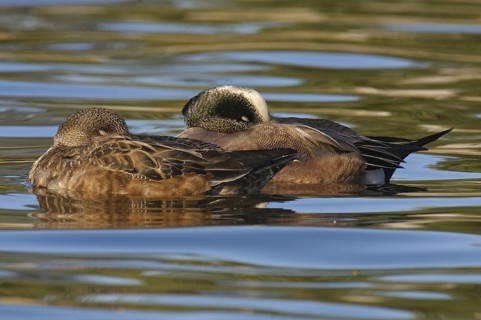 American Wigeon (Mareca americana), Arizona, USA