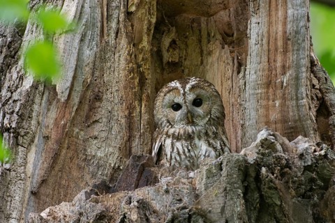 Tawny Owl (Strix aluco), Saxony, Germany