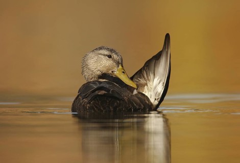 American Black Duck (Anas rubripes), Ohio, USA