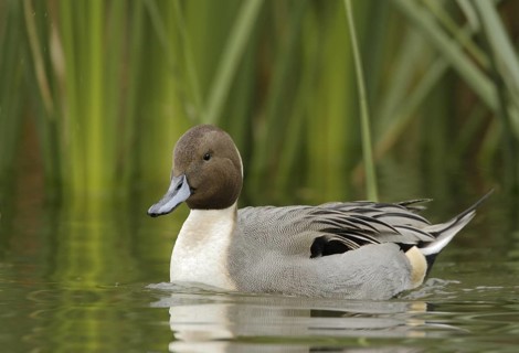 Northern Pintail (Anas acuta) male, Arizona, USA