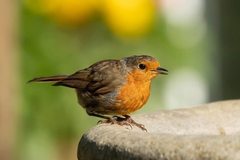 European robin (Erithacus rubecula) adult garden bird on a bird bath, Suffolk, England, United
