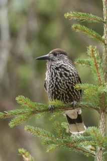 Spotted Nutcracker (Nucifraga caryocatactes), Grisons, Switzerland