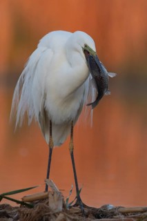 Great Egret (Ardea alba) with fish prey in beak, Subotica, Serbia