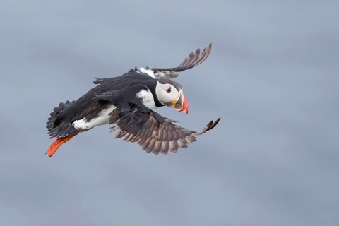 Atlantic Puffin (Fratercula arctica) flying, Iceland