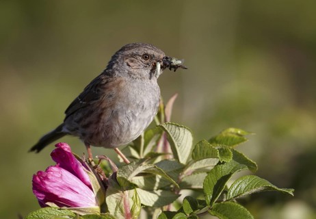 Dunnock (Prunella modularis), Schleswig-Holstein, Germany
