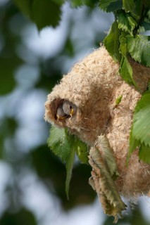 Eurasian Penduline Tit (Remiz pendulinus) juveniles in nest, Saxony-Anhalt, Germany