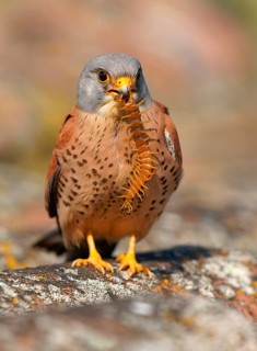Male lesser kestrel (Falco naumanni) with captured scolopender (giant runner), Extremadura, Spain