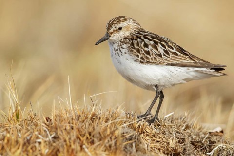 Semipalmated Sandpiper (Calidris pusilla) on the tundra in Northern Alaska