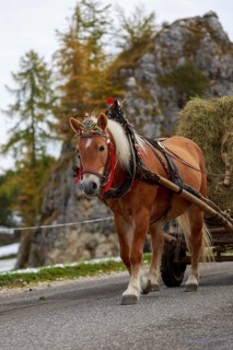 A horse pulls a cart loaded with hay along a road