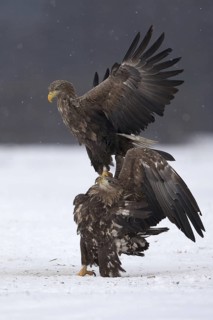 White-tailed Eagle (Haliaeetus albicilla), Poland