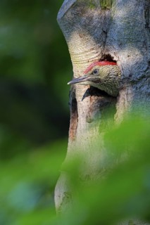 Grünspecht, Green Woodpecker, Eurasian Green Woodpecker, Picus viridis, Pic vert, Pito Real