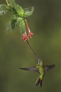 Sword-billed Hummingbird (Ensifera ensifera), Ecuador