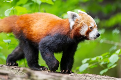 Red panda (Ailurus fulgens) on a branch in a tree, captive, Germany