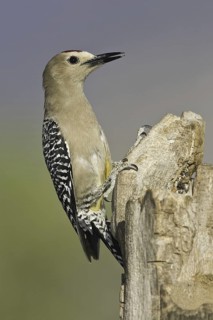 Gila Woodpecker (Melanerpes uropygialis), Arizona, USA