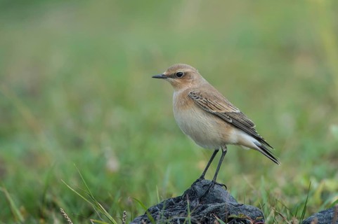 Northern Wheatear (Oenanthe oenanthe), Schleswig-Holstein, Germany