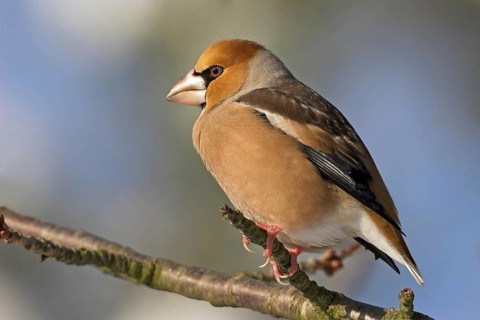 A hawfinch (Coccothraustes coccothraustes), Battenberg, Tiszaalp-r, Kiskuns-gi National Park,