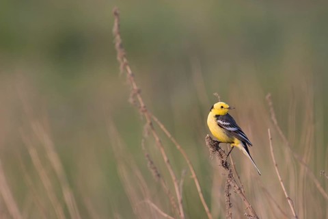 Citrine Wagtail - Zitronenstelze - Motacilla citreola ssp. citreola, Russia