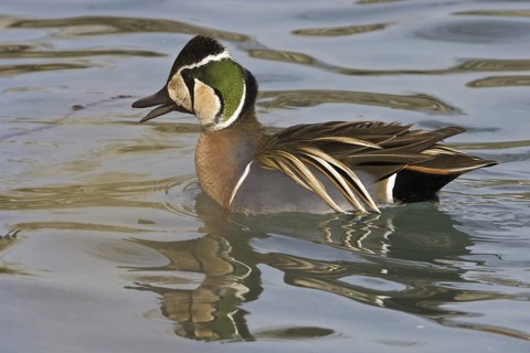 Baikal Teal (Sibirionetta formosa) male, Illinois, USA