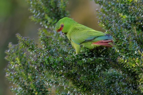 Slender-billed Parakeet (Enicognathus leptorhynchus) perched on a branch in Chile