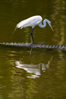 A heron bends down on a crocodile in the water, Great Egret (Egretta alba), American Alligator