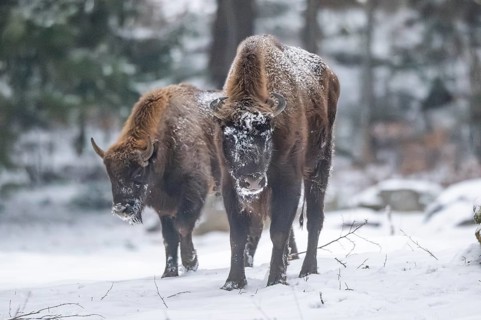 European bison (Bison bonasus) or Wisent standing on a meadow next to the forest in winter, snow,