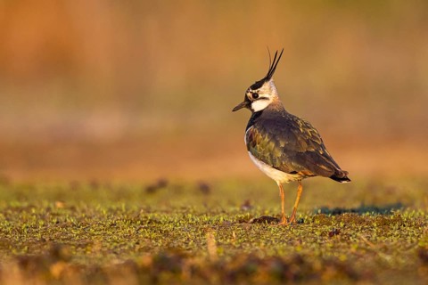 Northern Lapwing (Vanellus vanellus), North Rhine-Westphalia, Germany