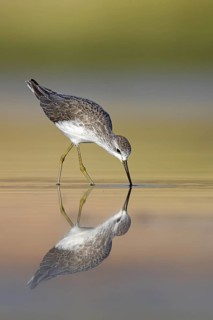 Pond sandpiper, (Tringa stagnatilis), animals, birds, limicoles, biotope, habitat, foraging,