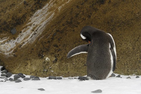 Gentoo Penguin (Pygoscelis papua), Antarctica