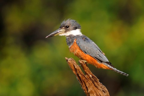Ringed Kingfisher (Megaceryle torquata), Pantanal, Brazil