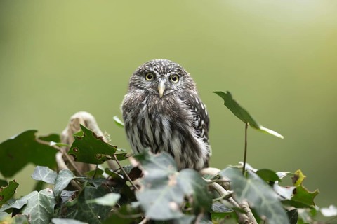 Eurasian Pygmy Owl (Glaucidium passerinum) captive, Bavaria, Germany