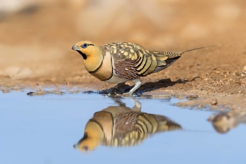 Pin-tailed Sandgrouse (Pterocles alchata) male at waterhole, Negev, Israel