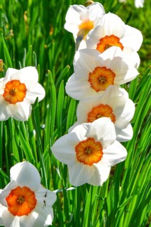 Flowering Narcissus tazetta (Narcissus tazetta) or Tazette, Bavaria, Germany