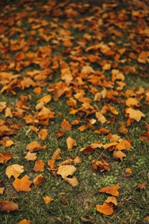 A close-up view of vibrant yellow maple leaves scattered across lush green grass, capturing the