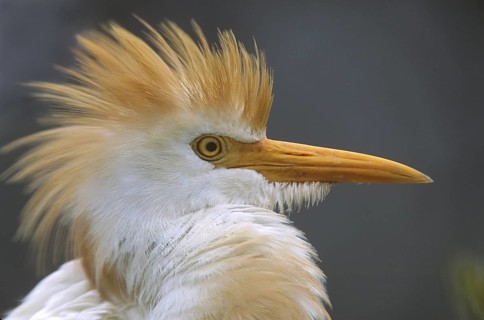 Western Cattle Egret (Bubulcus ibis), Florida, USA