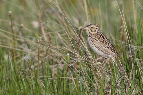 Baird's Sparrow (Ammodramus bairdii) perched on a branch in Alberta, Canada
