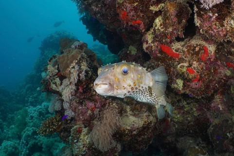 Yellow-spotted hogfish (Cyclichthys spilostylus)