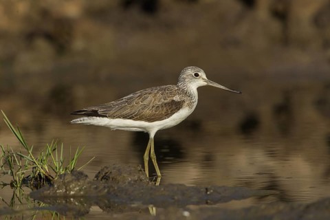 Common Greenshank (Tringa nebularia) foraging, Gambia