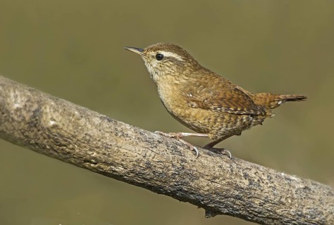 Eurasian Wren (Troglodytes troglodytes) perched on a branch, Aosta Valley, Italy