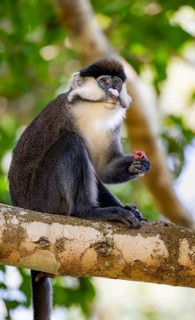 Red-tailed guenon or Congo white-nosed guenon (Cercopithecus ascanius schmidti), sitting on a tree,