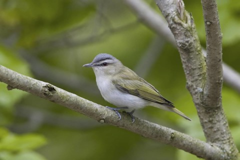 Red-eyed Vireo (Vireo olivaceus), Ontario, Canada