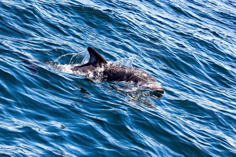 A dolphin swims calmly through the blue waters of the sea, The Clymene dolphin (Stenella clymene)