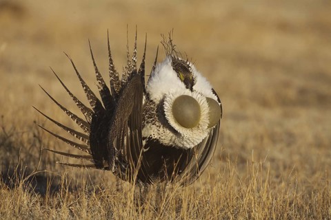 Sage Grouse (Centrocercus urophasianus) male mating, California, USA