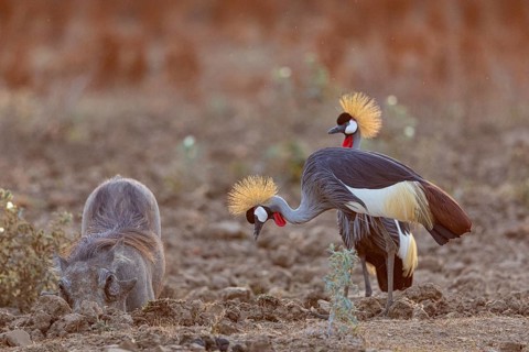 Crowned Crane (Balearica regulorum) and Worthog searching food South Luangwa NP Zambia August
